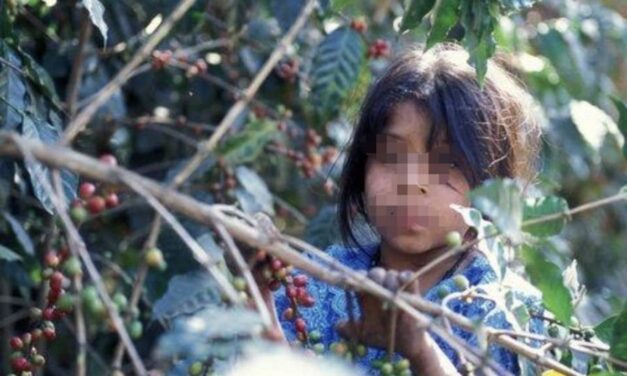 Prensa Contrareplica – México, con grandes pendientes con sus infantes; inasistencia escolar y trabajo infantil, graves testimonios: Rauder